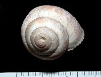 藏品(恆春栗蝸牛)的圖片