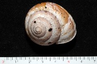 藏品(恆春栗蝸牛)的圖片