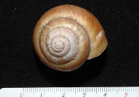 藏品(恆春栗蝸牛)的圖片