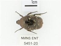 藏品(東方白點花金龜)的圖片