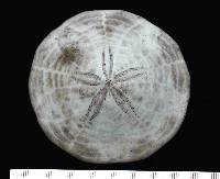 藏品(富士餅乾海膽)的圖片