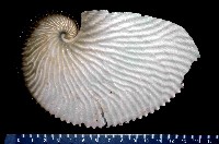 藏品(扁船蛸)的圖片