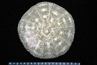 藏品(喇叭毒棘海膽)的圖片