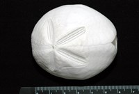 藏品(心形海壺)的圖片