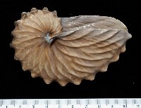 藏品(闊船蛸)的圖片