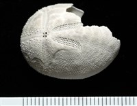 藏品(脊背壺海膽)的圖片