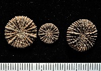 藏品(太平洋花葉珊瑚)的圖片