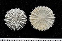 藏品(西伯加菌杯珊瑚)的圖片