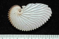 藏品(扁船蛸)的圖片