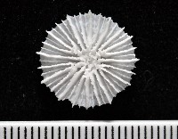 藏品(皇家冠杯珊瑚)的圖片