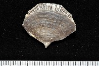 藏品(優雅扇形珊瑚)的圖片