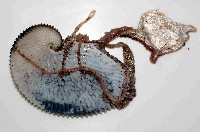 藏品(扁船蛸)的圖片