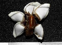 藏品(鵝茗荷)的圖片