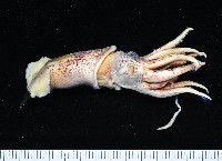 藏品(皮羅魷魚)的圖片