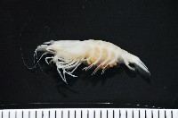 藏品(赤崁新米蝦)的圖片