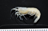 藏品(凱達格蘭新米蝦)的圖片