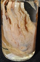 藏品(東沙面蛸(新種))的圖片