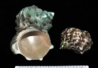 藏品(夜光蠑螺)的圖片