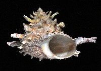 藏品(雷神星螺)的圖片