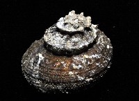 藏品(黃金星螺)的圖片