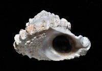 藏品(扶輪星螺)的圖片