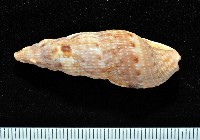 藏品(卡明氏布紋螺)的圖片