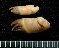 藏品(尼科巴石茗荷)的圖片