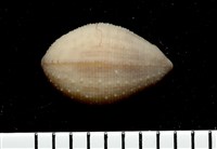 藏品(寬身舌蛭)的圖片