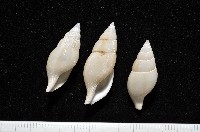 藏品(子彈布紋螺)的圖片