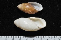 藏品(猶大耳螺)的圖片