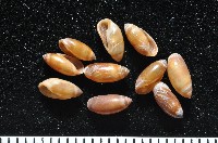 藏品(猶大耳螺)的圖片