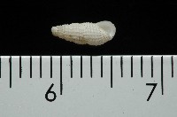 藏品(東港麂眼螺)的圖片