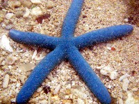 藏品(藍指海星)的圖片