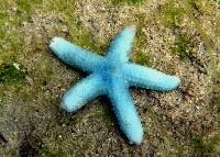 藏品(藍指海星)的圖片