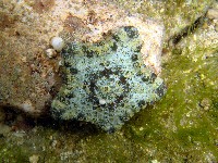 藏品(麵包海星(饅頭海星))的圖片