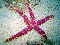 藏品(厚皮(赤麗)棘海星)的圖片