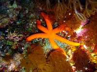 藏品(呂宋棘海星)的圖片