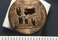 藏品(角杯葡萄螺)的圖片