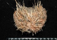 藏品(大裸心海膽)的圖片