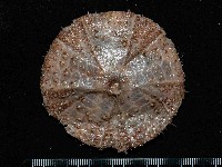 藏品(囊袋海膽)的圖片