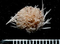 藏品(福氏鋸海膽)的圖片