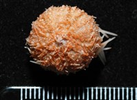 藏品(福氏鋸海膽)的圖片