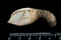 藏品(小甲小鎧茗荷)的圖片