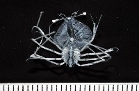 藏品(未知種蟬蝦亞科幼生)的圖片