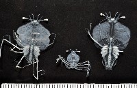 藏品(未知種蟬蝦亞科幼生)的圖片