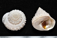 藏品(白鐘螺)的圖片