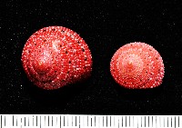 藏品(草莓鐘螺)的圖片