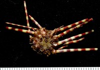 藏品(環棘深淵沙棱海膽)的圖片