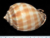 藏品(金帶鬘螺)的圖片