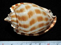 藏品(布紋鬘螺)的圖片